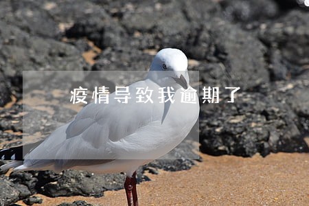 疫情导致我逾期了 疫情导致我逾期了