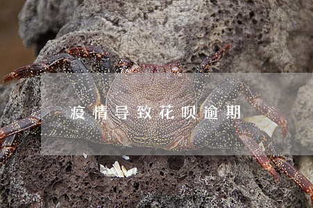 疫情导致花呗逾期 疫情导致花呗逾期
