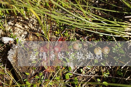 疫情导致贷款逾期
