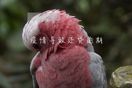 疫情导致还贷逾期 疫情导致还贷逾期