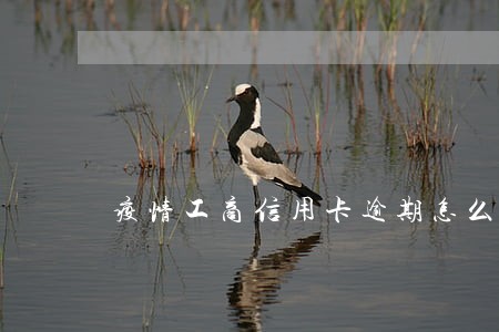 疫情工商信用卡逾期怎么办 疫情工商信用卡逾期怎么办