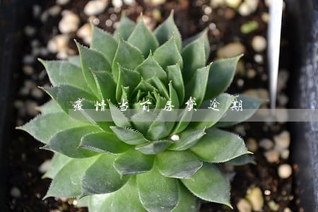 疫情当前房贷逾期 疫情当前房贷逾期