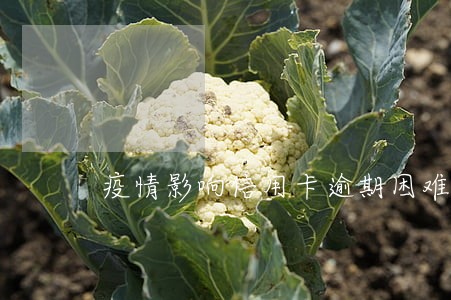 疫情影响信用卡逾期困难证明