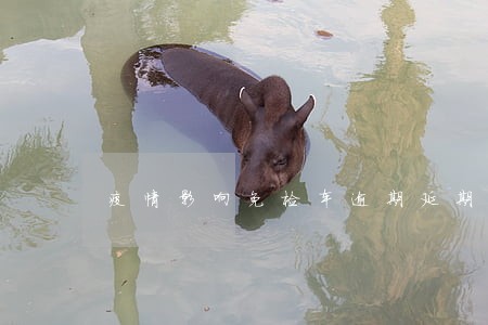 疫情影响免检车逾期延期 疫情影响免检车逾期延期