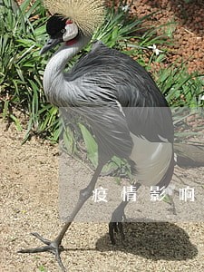 疫情影响征信逾期 疫情影响征信逾期
