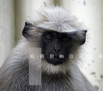 疫情影响贷款逾期法院 疫情影响贷款逾期法院
