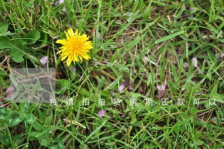 疫情拍拍贷逾期还款可以不 疫情拍拍贷逾期还款可以不