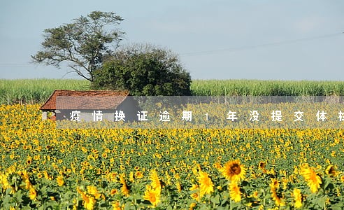 疫情换证逾期1年没提交体检
