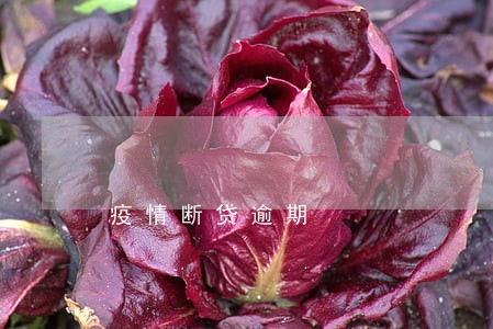 疫情断贷逾期 疫情断贷逾期