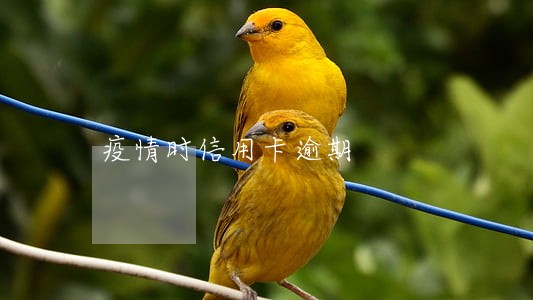 疫情时信用卡逾期