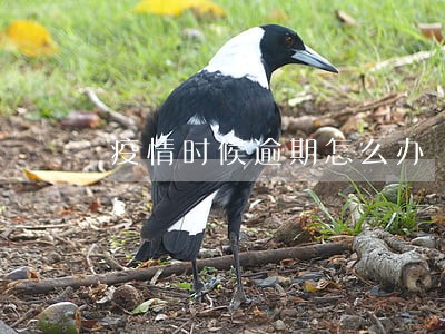 疫情时候逾期怎么办 疫情时候逾期怎么办