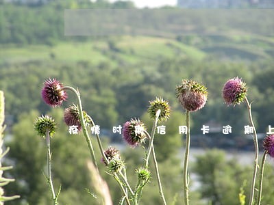 疫情时期信用卡逾期上征信吗 疫情时期信用卡逾期上征信吗