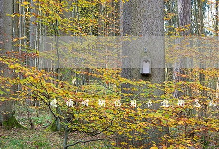 疫情时期信用卡逾期怎么办 疫情时期信用卡逾期怎么办
