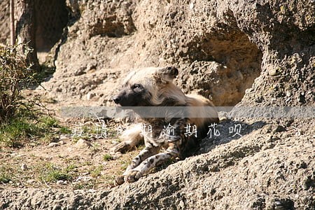 疫情时期逾期花呗 疫情时期逾期花呗