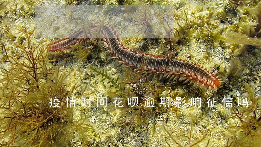 疫情时间花呗逾期影响征信吗 疫情时间花呗逾期影响征信吗