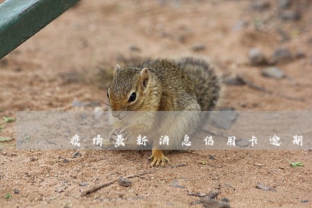 疫情最新消息信用卡逾期