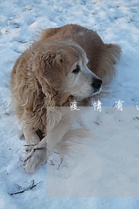疫情有逾期征信被黑了 疫情有逾期征信被黑了