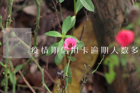疫情期信用卡逾期人数多少 疫情期信用卡逾期人数多少