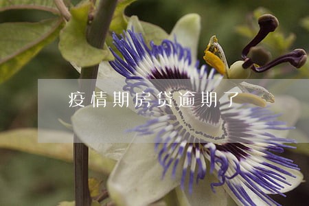 疫情期房贷逾期了 疫情期房贷逾期了