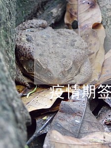 疫情期签证逾期处罚 疫情期签证逾期处罚