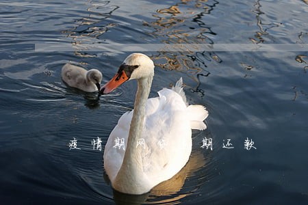 疫情期网贷逾期还款 疫情期网贷逾期还款