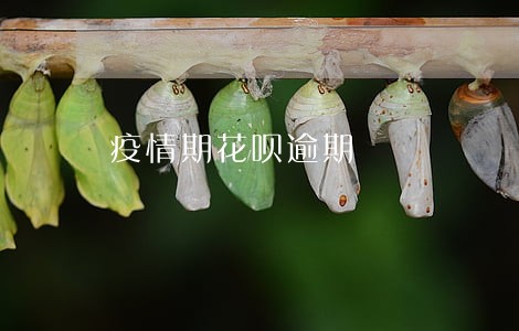 疫情期花呗逾期 疫情期花呗逾期