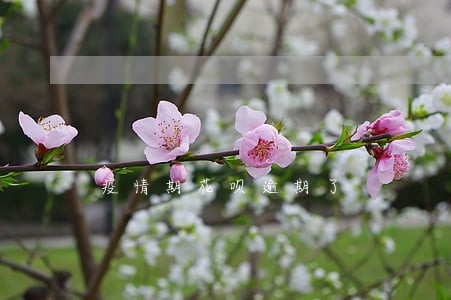 疫情期花呗逾期了 疫情期花呗逾期了