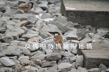 疫情期负债逾期还债