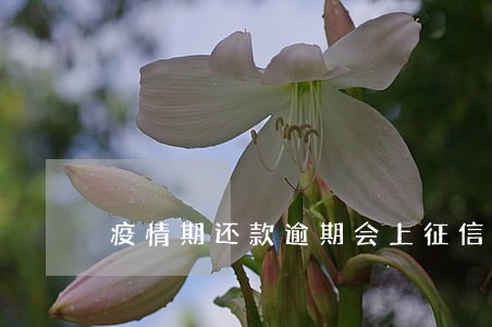 疫情期还款逾期会上征信吗 疫情期还款逾期会上征信吗