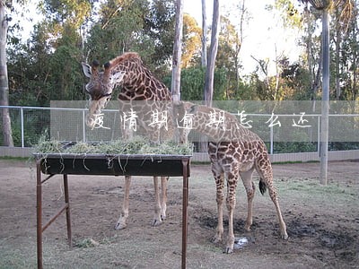 疫情期逾期怎么还 疫情期逾期怎么还