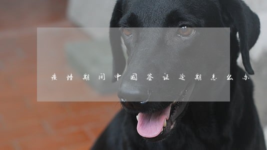 疫情期间中国签证逾期怎么办 疫情期间中国签证逾期怎么办