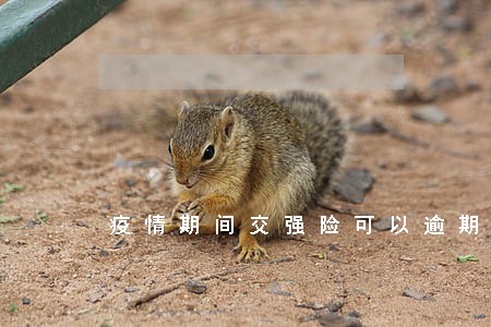 疫情期间交强险可以逾期多久 疫情期间交强险可以逾期多久