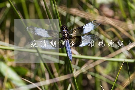 疫情期间企业报税逾期怎么办 疫情期间企业报税逾期怎么办