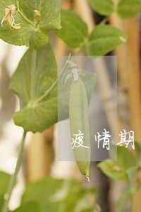 疫情期间企业租金逾期怎么办