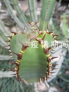 疫情期间保险交费逾期 疫情期间保险交费逾期
