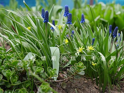 疫情期间信用卡逾期5万 疫情期间信用卡逾期5万