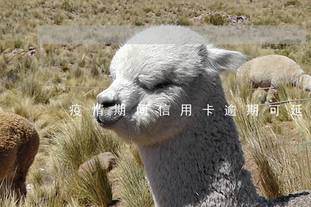 疫情期间信用卡逾期可延长到几月 疫情期间信用卡逾期可延长到几月