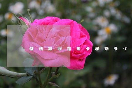 疫情期间信用卡逾期多少 疫情期间信用卡逾期多少