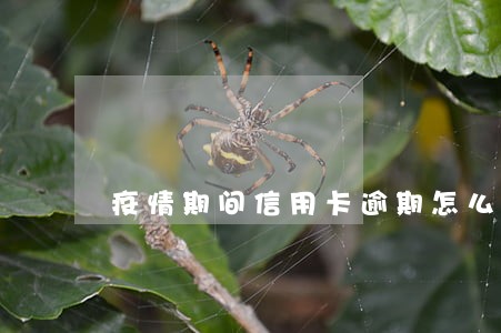 疫情期间信用卡逾期怎么办 疫情期间信用卡逾期怎么办