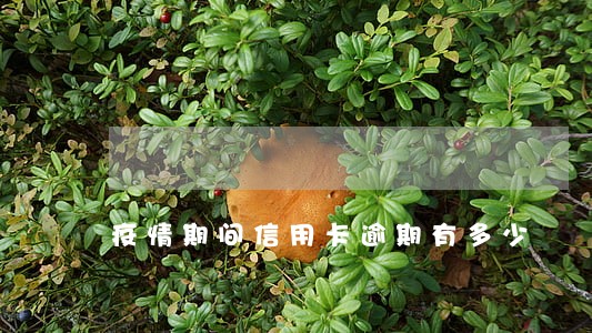 疫情期间信用卡逾期有多少 疫情期间信用卡逾期有多少