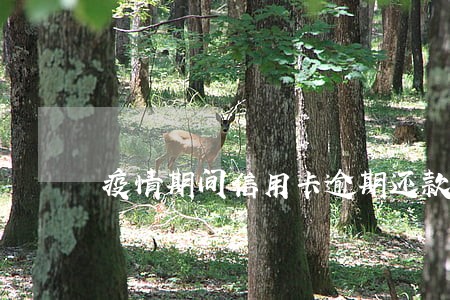 疫情期间信用卡逾期还款 疫情期间信用卡逾期还款