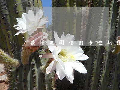 疫情期间信用卡逾期需要申请吗 疫情期间信用卡逾期需要申请吗