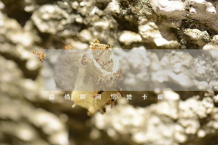 疫情期间信誉卡逾期 疫情期间信誉卡逾期