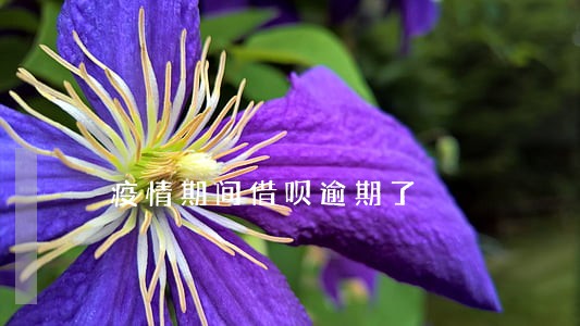 疫情期间借呗逾期了 疫情期间借呗逾期了