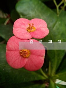 疫情期间借呗逾期了能申请延期吗 疫情期间借呗逾期了能申请延期吗