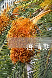 疫情期间出租车车辆定级逾期 疫情期间出租车车辆定级逾期