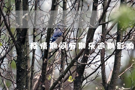 疫情期间分期乐逾期影响征信吗 疫情期间分期乐逾期影响征信吗