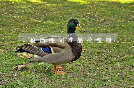 疫情期间唯品花逾期 疫情期间唯品花逾期