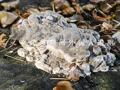 疫情期间外国人逾期 疫情期间外国人逾期