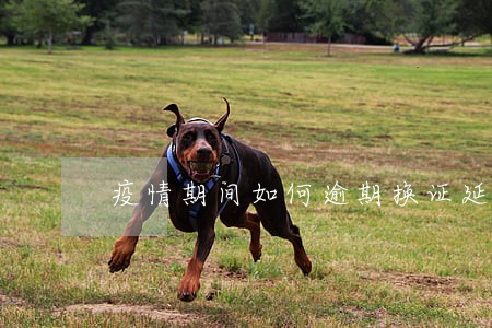 疫情期间如何逾期换证延期